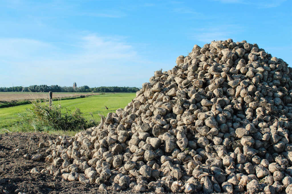 Zuckerrübenanbau, Haufen mit Zuckerrüben