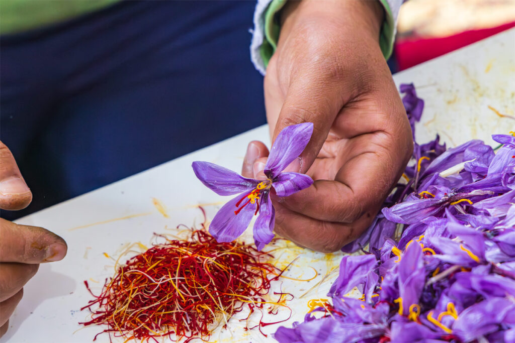 Frau mit Stempel aus Safran-Krokusblüten
