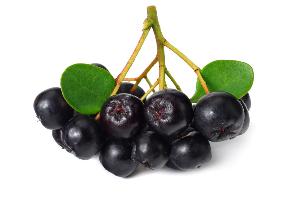 gepflückte Aroniabeeren