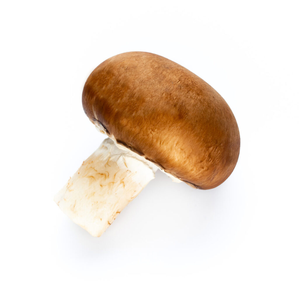 ein einzelner Champignon