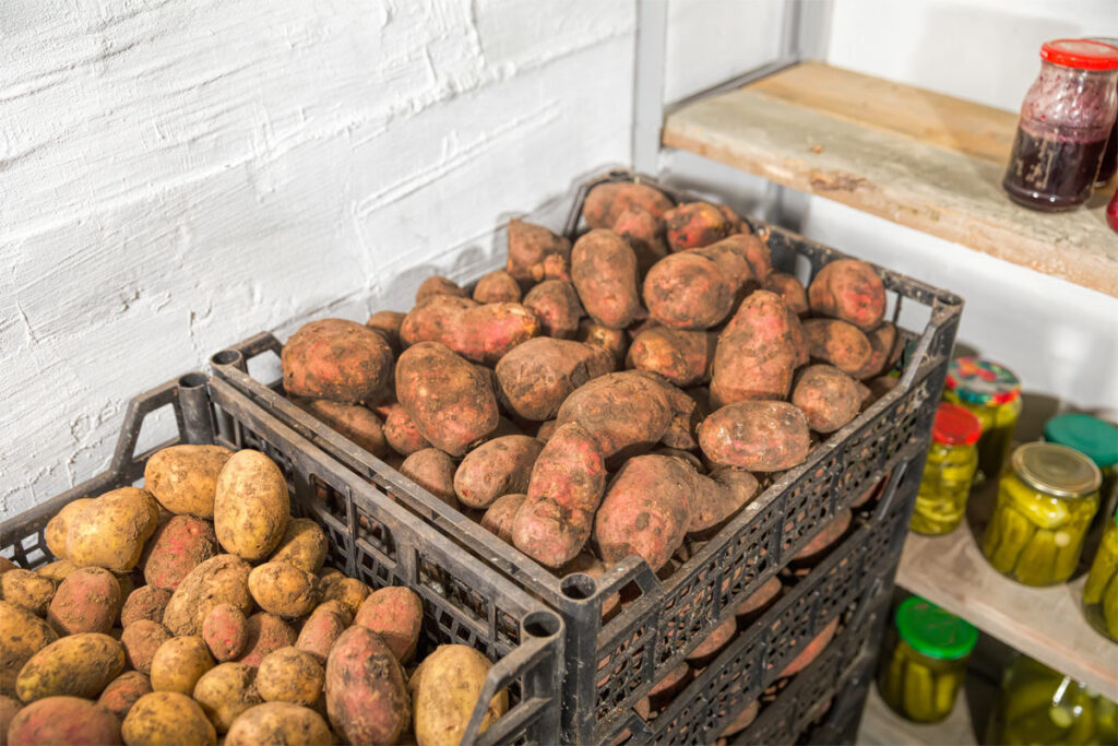 Mehrere Stiegen mit Kartoffeln im Keller zum lagern.